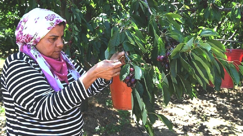 İkiz Elmasın Hasadı Başladı: Sadece 10 Gün Sürüyor, Kilosu Servet Kazandırıyor - Resim: 2