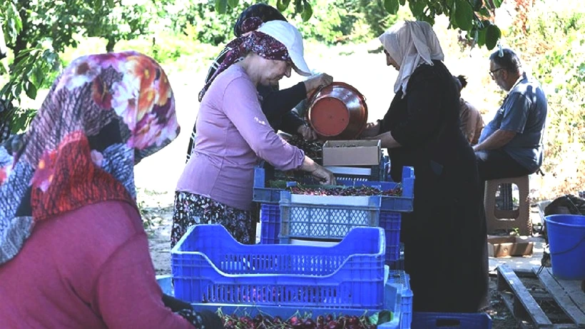 İkiz Elmasın Hasadı Başladı: Sadece 10 Gün Sürüyor, Kilosu Servet Kazandırıyor - Resim: 4