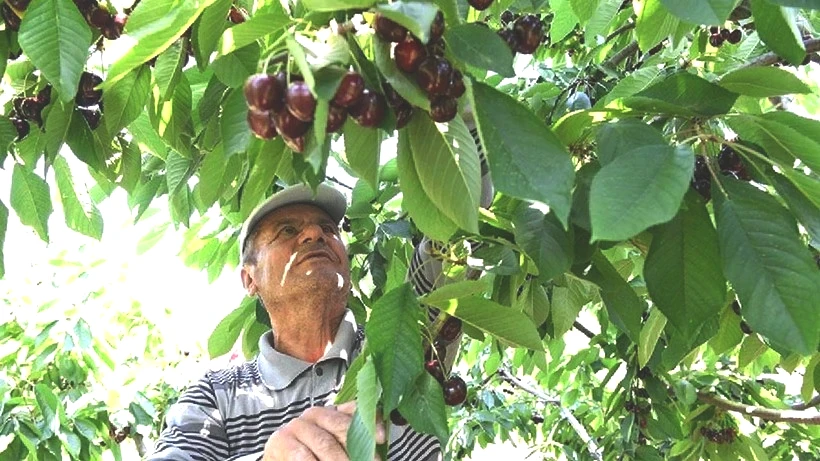 İkiz Elmasın Hasadı Başladı: Sadece 10 Gün Sürüyor, Kilosu Servet Kazandırıyor - Resim: 5
