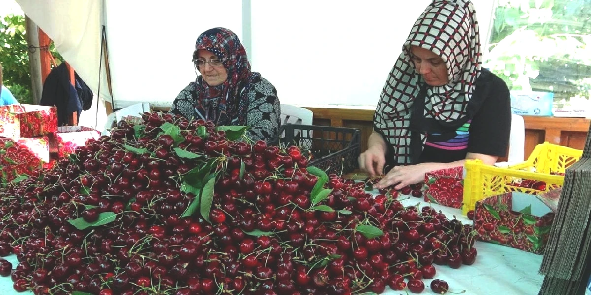 lapseki-dev-kiraz.jpg