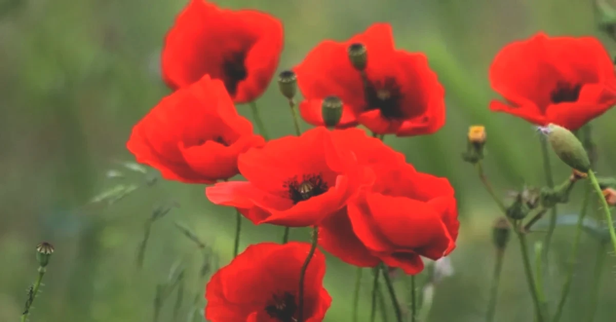 1200x627-gelincik-cicegi-anlami-gelincik-ciceginin-anlami-nedir-ne-demek-e1-1646817438422.webp