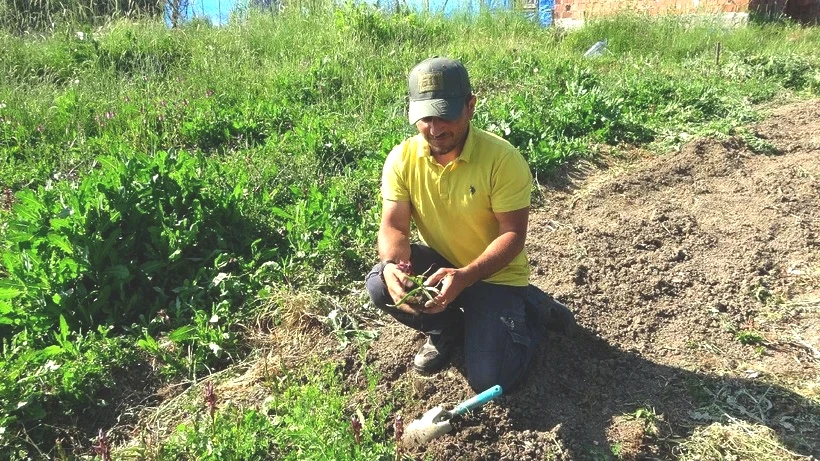 Özel İzinle Üretiliyor, Hasat Eden Köşeyi Dönüyor: Topraktaki Altının Kilosu 3 Bin TL'ye Satılıyor - Resim: 4