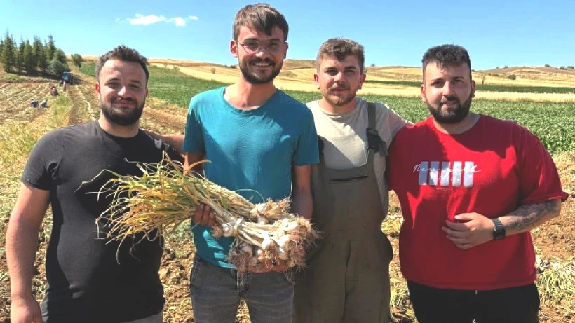 Topraktan Altın Çıkıyor, Hasat 20 Gün Sürüyor: Eken de Toplayan da Paraya Para Demiyor - Resim: 3
