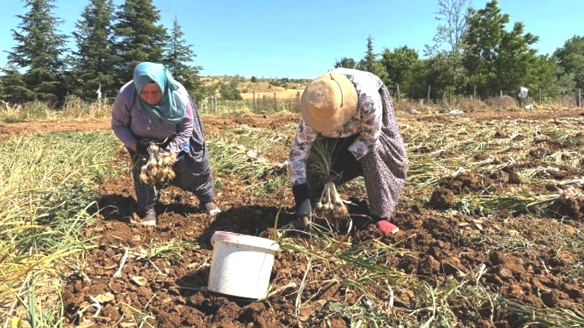Topraktan Altın Çıkıyor, Hasat 20 Gün Sürüyor: Eken de Toplayan da Paraya Para Demiyor - Resim: 5