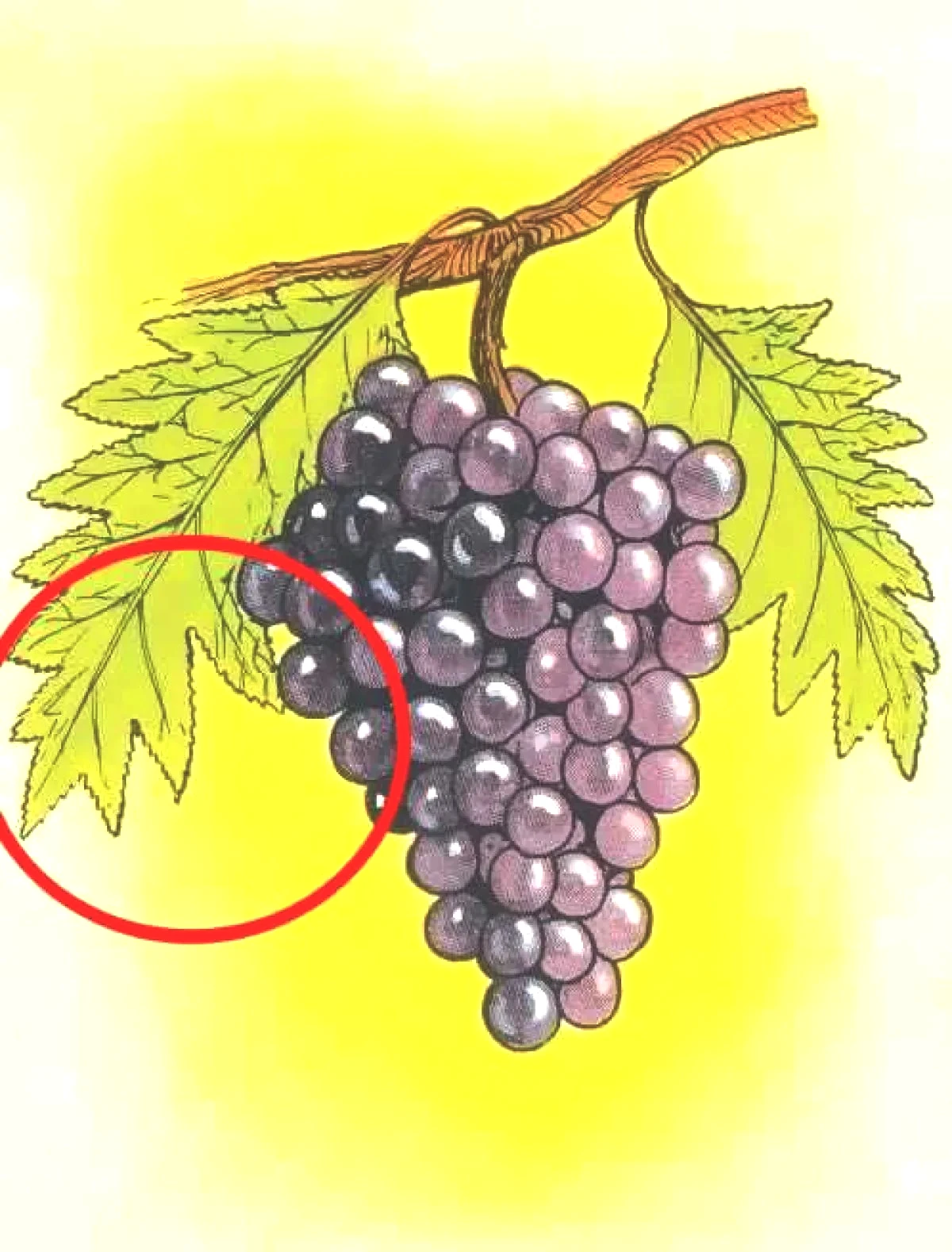 test-uzum-yanit.jpg