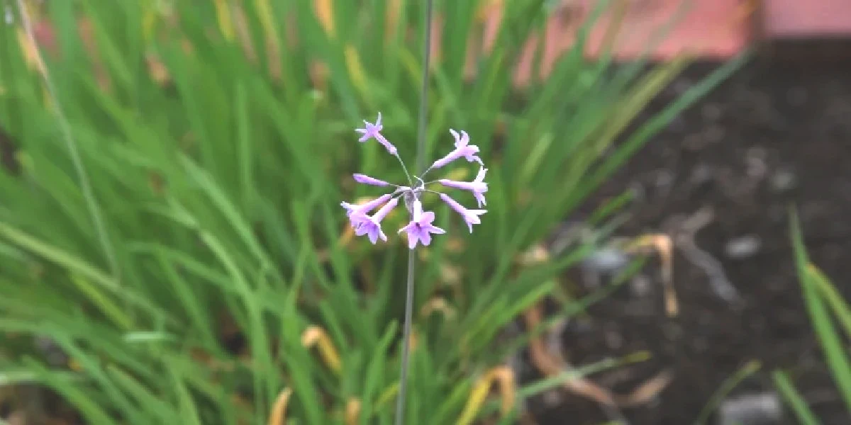 tulbaghia-purpurea.jpg