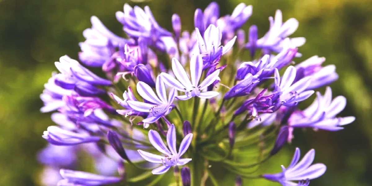 tulbaghia-purpurea-hasere.jpg