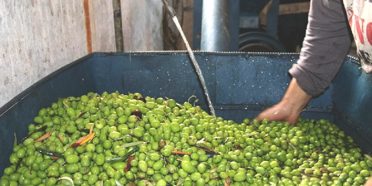 zeytin.jpg