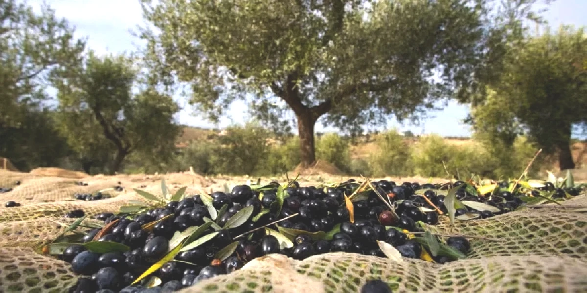 zeytin-uretim-1.jpg
