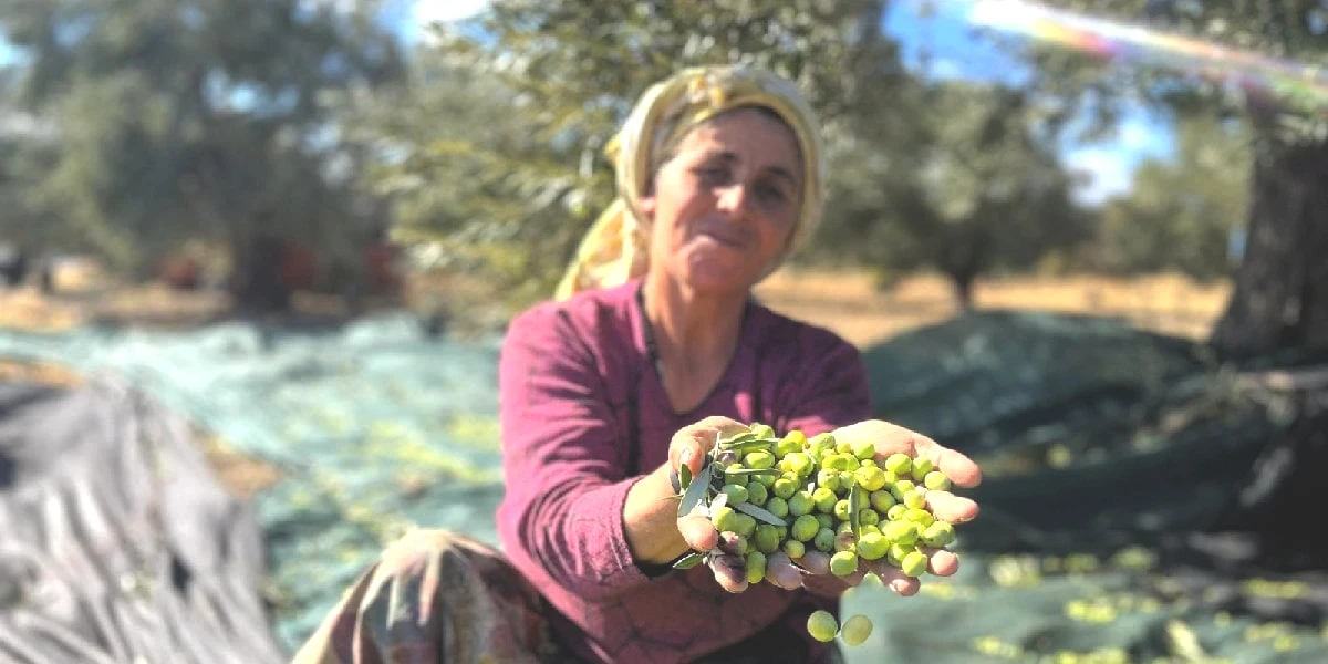 zeytin-hasadi.jpg
